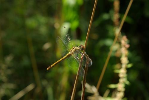 Réf. 145 828 : Sympetrum sanguineum