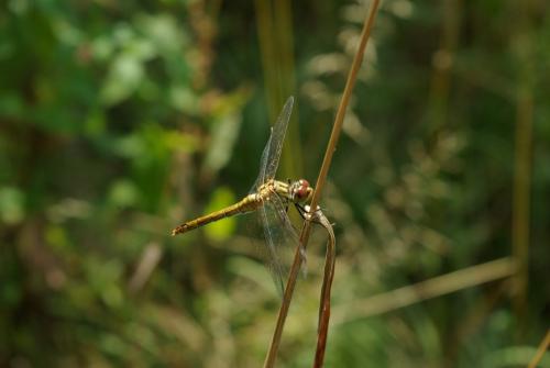 Réf. 145 829 : Sympetrum sanguineum