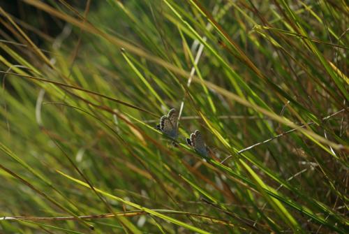 Réf. 145 770 : Plebejus argyrognomon