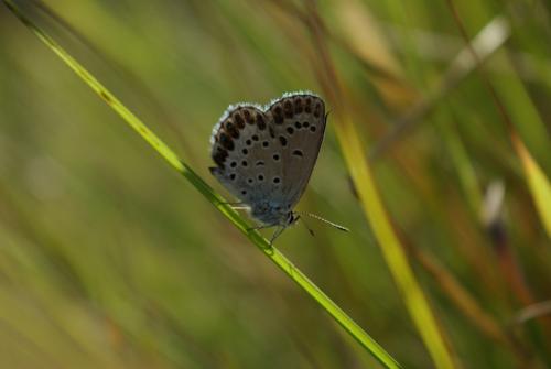 Réf. 145 771 : Plebejus argyrognomon