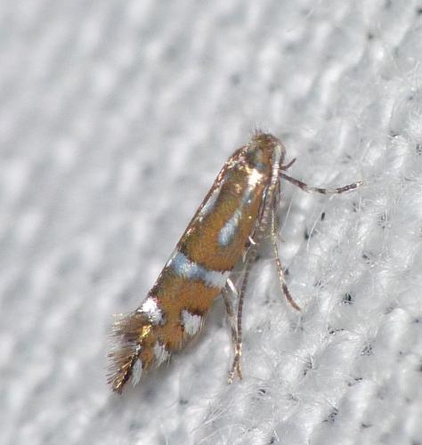 Réf. 145 959 : Phyllonorycter insignitella