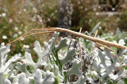 Réf. 145 398 : Clonopsis gallica