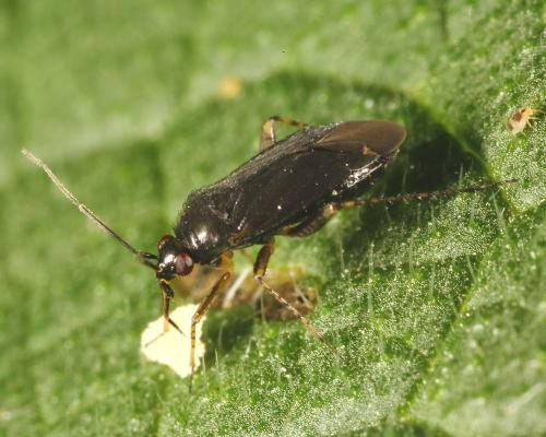 Réf. 145 038 : Plagiognathus arbustorum