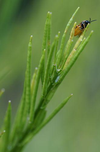 Selandria melanosterna