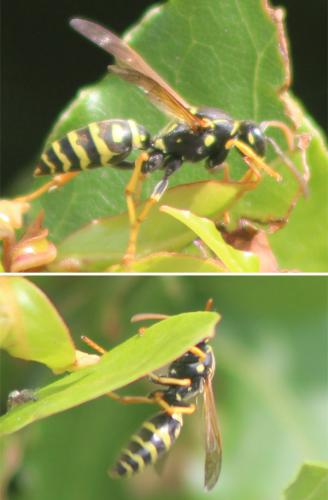 Polistes sp.