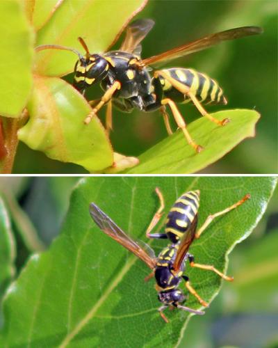 Polistes sp.