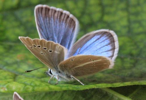 Polyommatus damon