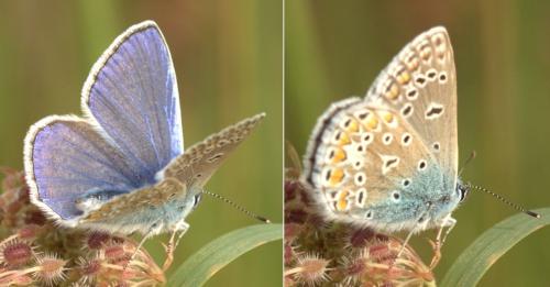 Polyommatus icarus