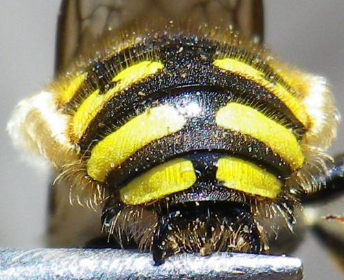 Réf. 145 141 : Anthidium manicatum