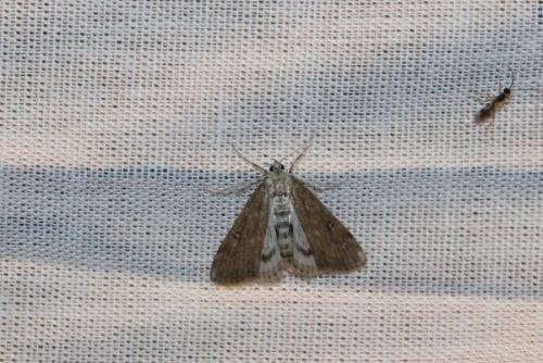 Réf. 145 537 : Parapoynx stratiotata