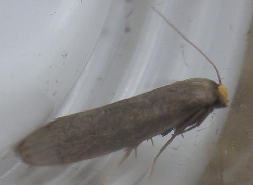 Réf. 145 406 : Achroia grisella