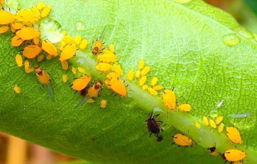 Réf. 145 755 : Aphis nerii