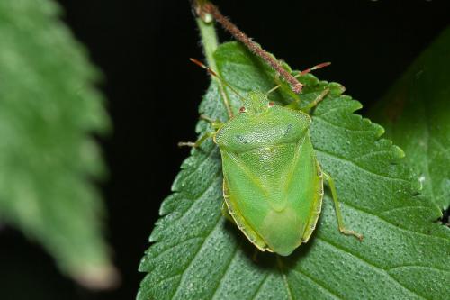 Palomena prasina