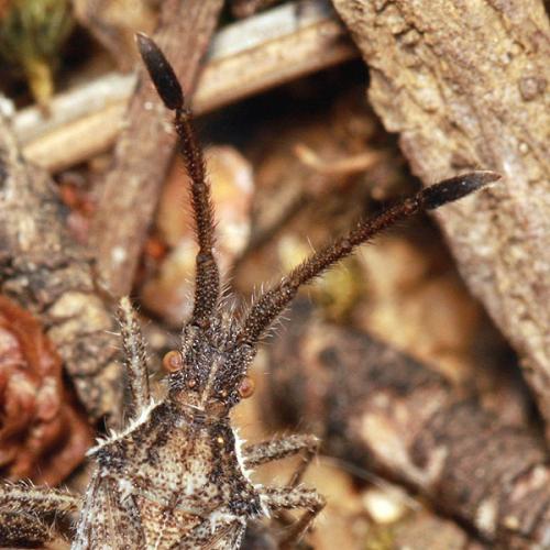 Coriomeris hirticornis