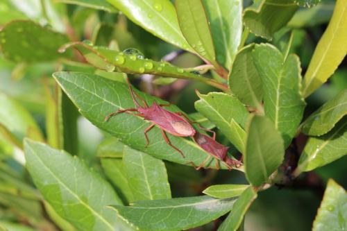 Gonocerus insidiator