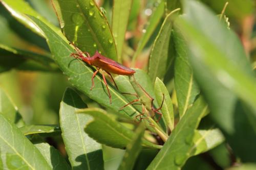 Gonocerus insidiator