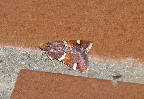 Réf. 145 969 : Pyralis regalis