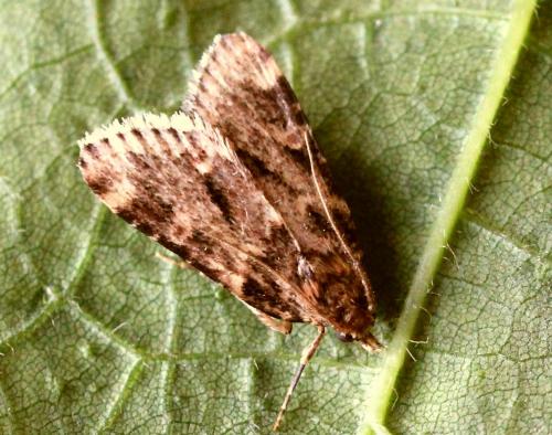 Réf. 145 511 : Aglossa caprealis