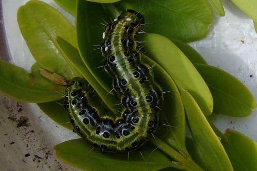 Cydalima perspectalis
