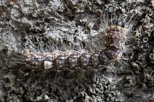 Réf. 145 986 : Subacronicta megacephala