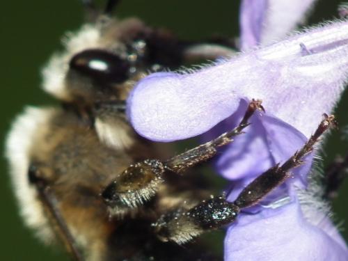 Melecta albifrons