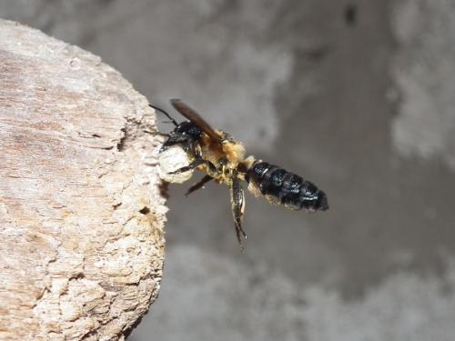 Megachile sculpturalis