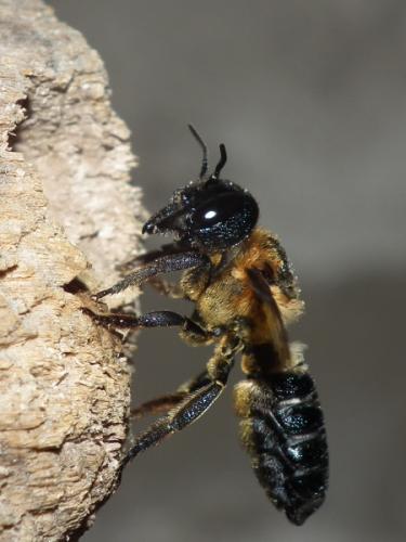 Megachile sculpturalis