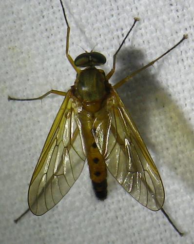 Rhagio tringarius