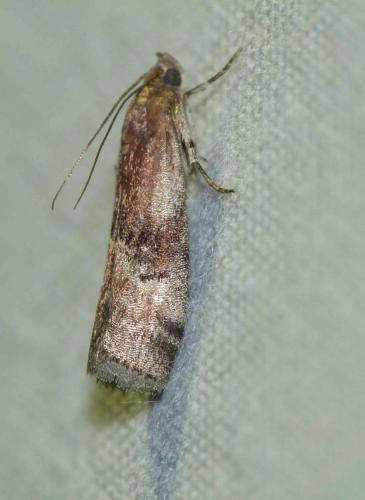 Réf. 145 971 : Rhodophaea formosa