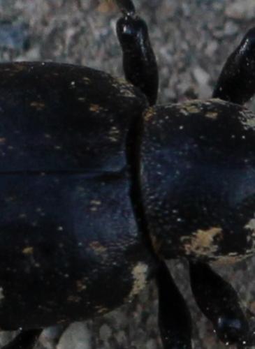 Liparus glabrirostris