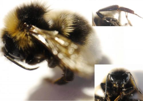 Réf. 145 759 : Bombus bohemicus