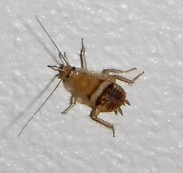 Planuncus vinzi