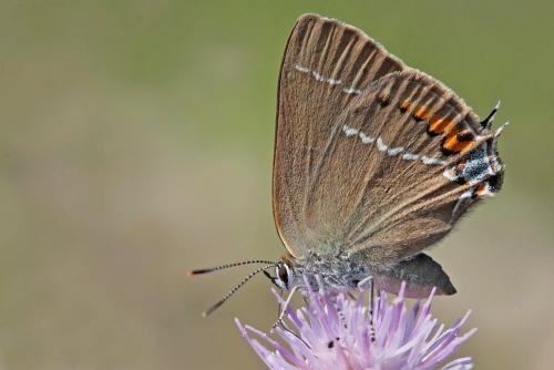 Réf. 145 021 : Satyrium spini
