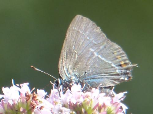 Réf. 145 679 : Satyrium spini