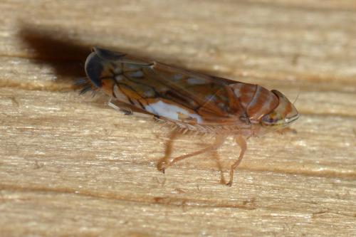 Réf. 145 622 : Scaphoideus titanus