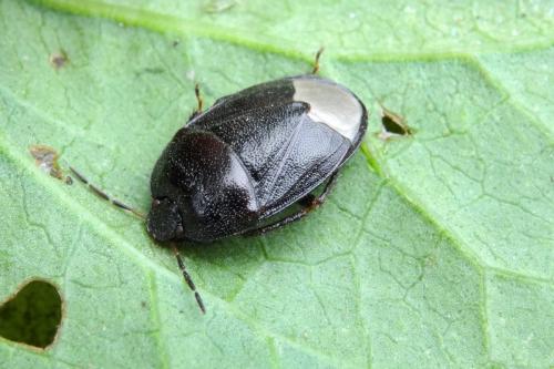 Réf. 145 677 : Sehirus sp.
