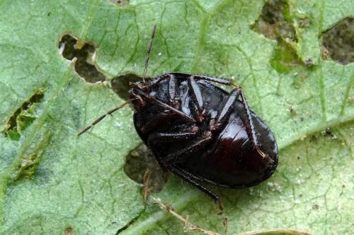 Réf. 145 678 : Sehirus sp.