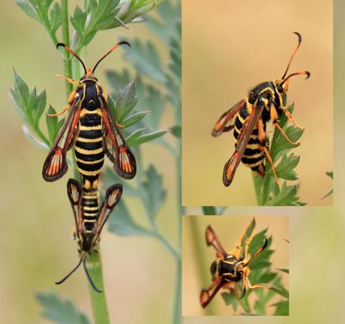 Réf. 145 975 : Bembecia ichneumoniformis