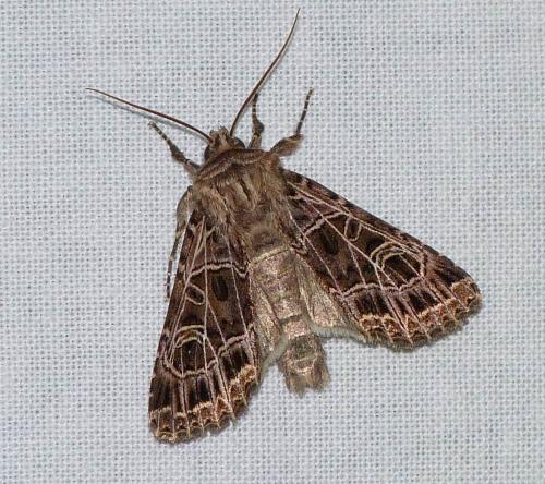 Sideridis reticulata