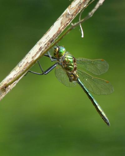 Réf. 145 290 : Somatochlora metallica