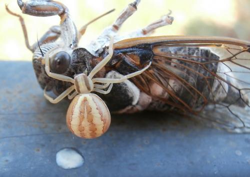 Réf. 145 204 : Runcinia grammica