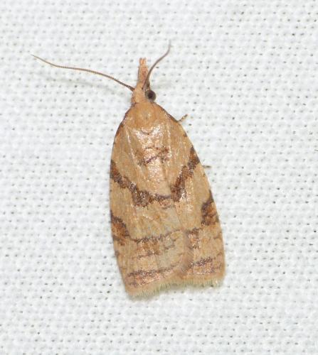 Réf. 145 979 : Sparganothis pilleriana
