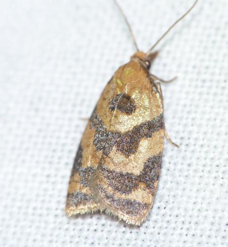 Réf. 145 977 : Sparganothis pilleriana