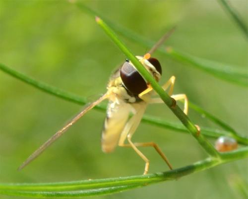 Sphaerophoria sp.