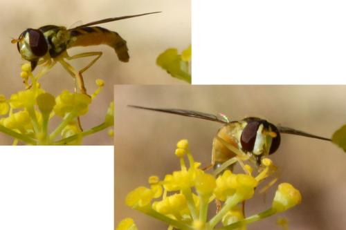 Sphaerophoria sp.