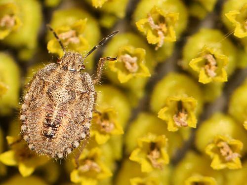 Dolycoris baccarum