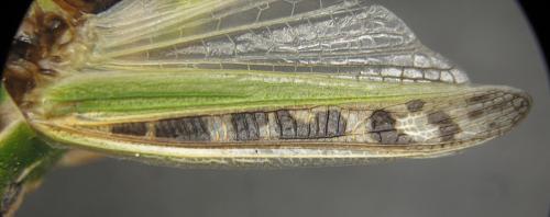 Réf. 145 546 : Stenobothrus nigromaculatus nigromaculatus