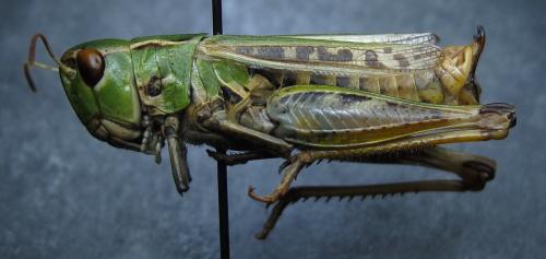 Réf. 145 545 : Stenobothrus nigromaculatus nigromaculatus