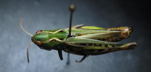 Réf. 145 548 : Stenobothrus nigromaculatus nigromaculatus