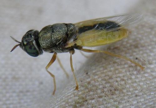 Oplodontha viridula